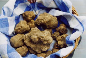 Tartufo bianco d'Alba