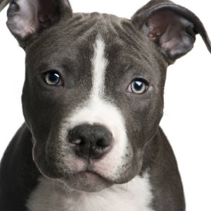 American Staffordshire Terrier