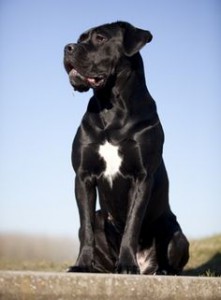 Cane Corso