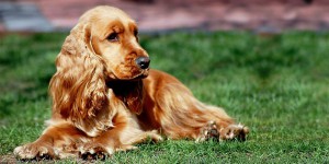 Cocker Spaniel Inglese