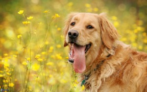 Golden Retriver