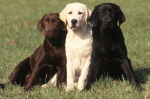 chien Labrador retriever