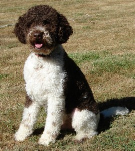 Lagotto Romagnolo