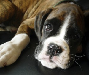 boxer-puppy