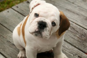 bulldog-inglese