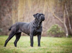 Cani da guardia: dieci razze che custodiranno anche il vostro cuore