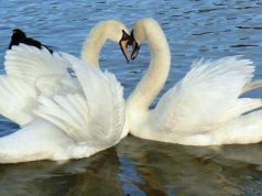L’amore di questi due cigni è stato spezzato dalla crudeltà umana